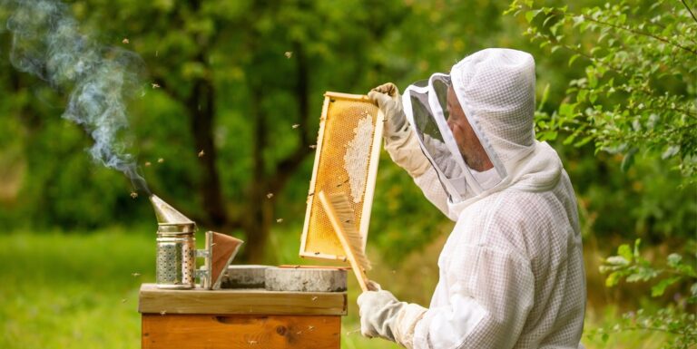 Queen Bee and Beekeeping Supplies: The Foundation of a Healthy Hive